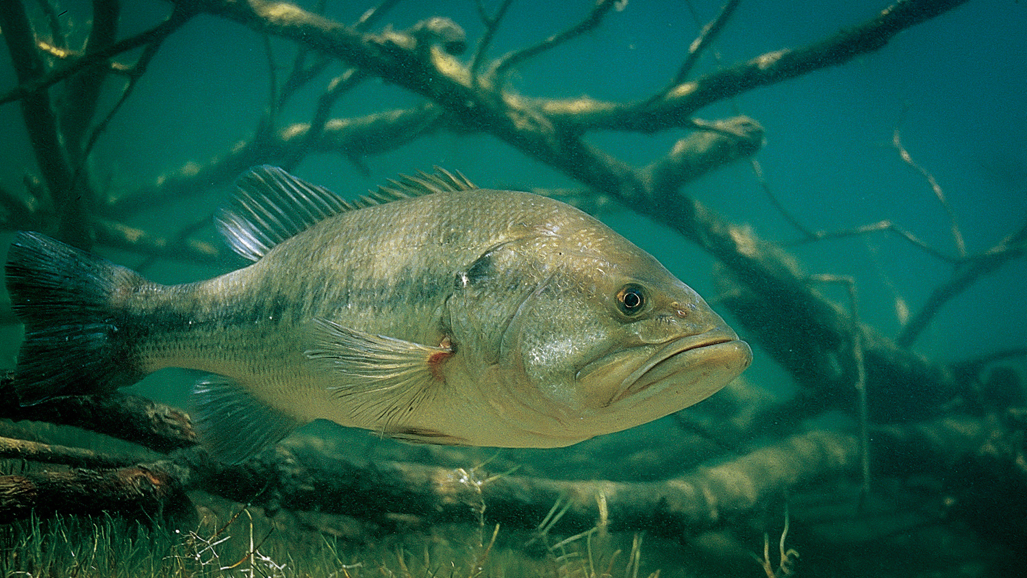 Ask a Biologist: Bass Metabolism - Major League Fishing