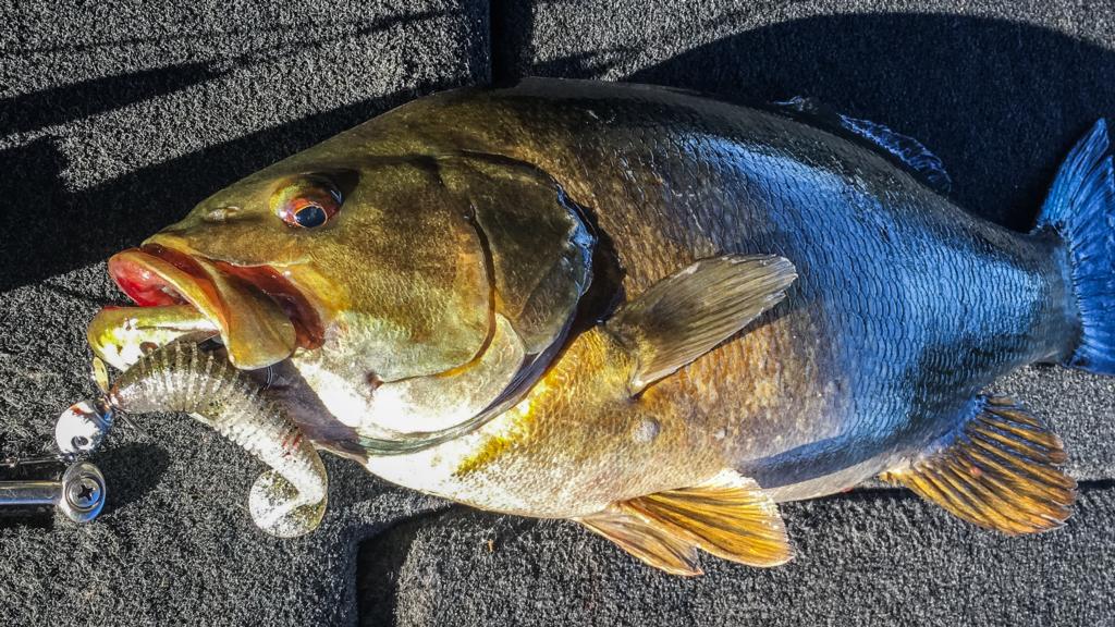 How to fish a plastic tube bait for huge Smallmouth Bass 