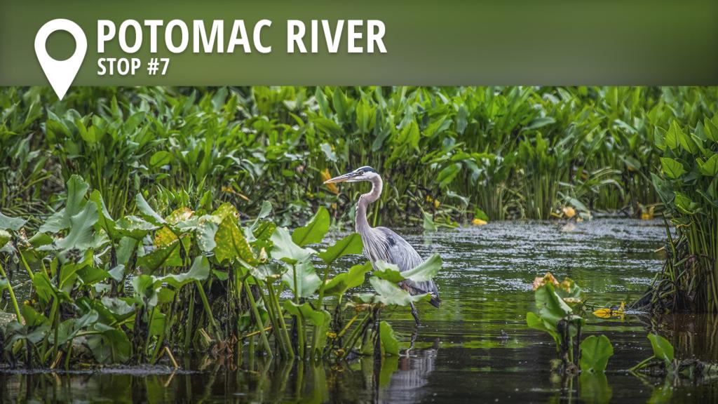 Image for 2017 Potomac River Preview