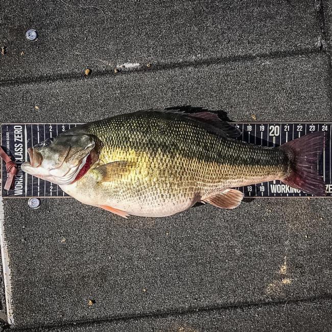 Nick Dulleck's world record spotted bass was over 24 inches long.