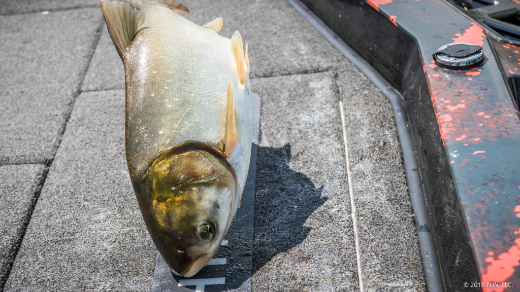 Image for Silver Carp Found In Chickamauga