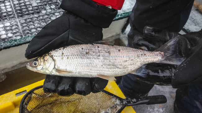 Tullibee Ice Fishing - How to Rig and Fish Cisco 